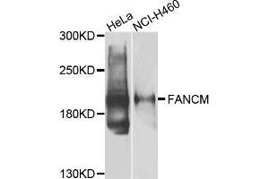 Western blot analysis of extracts of HeLa and NCI-H460 cells, using FANCM antibody.