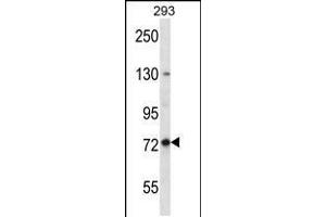 Western blot analysis in 293 cell line lysates (35ug/lane). (SPG7 anticorps  (AA 115-141))