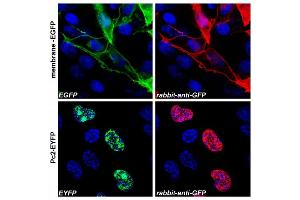 Confocal microscopy images of COS-7 cells transfected with expression constructs encoding membrane-tethered EGFP (membrane-EGFP, top) or nuclear Polycomb 2-EYFP fusion protein (Pc2-EYFP, bottom). (GFP anticorps)