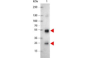 Western Blot of Alkaline Phosphatase Conjugated Goat anti-Rat IgG antibody. (Chèvre anti-Rat IgG (Heavy & Light Chain) Anticorps (Alkaline Phosphatase (AP)) - Preadsorbed)