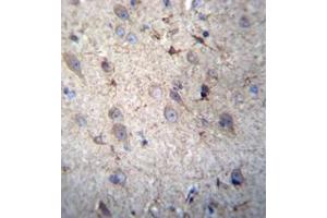 Immunohistochemistry analysis in formalin fixed and paraffin embedded human brain tissue reacted with  GSTM5 Antibody (N-term) followed by peroxidase conjugation of the secondary antibody and DAB staining. (GSTM5 anticorps  (N-Term))