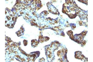 Formalin-fixed, paraffin-embedded human Placenta stained with Moesin Mouse Monoclonal Antibody (MSN/493).