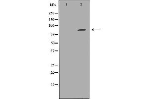 Western blot analysis of HepG2 cell lysate, using EXT1 Antibody. (EXT1 anticorps)