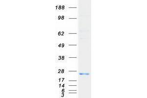 Validation with Western Blot