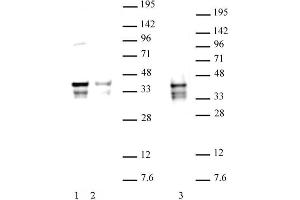 Nanog (pAb) tested by Western blot. (Nanog anticorps  (N-Term))