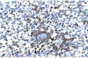 Human Spleen; RCOR3 antibody - N-terminal region in Human Spleen cells using Immunohistochemistry (RCOR3 anticorps  (N-Term))