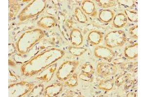 Immunohistochemistry of paraffin-embedded human kidney tissue using ABIN7154242 at dilution of 1:100