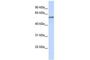 Image no. 1 for anti-Transmembrane Protein 195 (TMEM195) (AA 36-85) antibody (ABIN6740878) (TMEM195 anticorps  (AA 36-85))