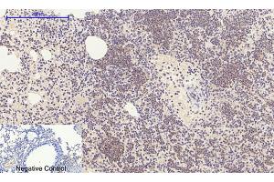 Immunohistochemical analysis of paraffin-embedded mouse lung tissue.