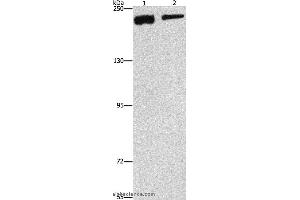 Western blot analysis of NIH/3T3 and hela cell, using CLTC Polyclonal Antibody at dilution of 1:300 (Clathrin Heavy Chain (CLTC) anticorps)