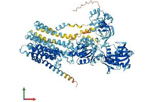 AlphaFold protein structure predicition of Mouse Recombinant Atp2c1 Protein, UniprotID Q80XR2