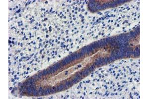 Image no. 5 for anti-Coiled-Coil-Helix-Coiled-Coil-Helix Domain Containing 5 (CHCHD5) (AA 1-110) antibody (ABIN1490560) (CHCHD5 anticorps  (AA 1-110))