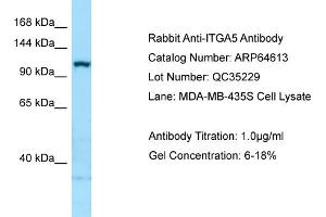 Western Blotting (WB) image for anti-Integrin, alpha 5 (ITGA5) (C-Term) antibody (ABIN2789900) (ITGA5 anticorps  (C-Term))
