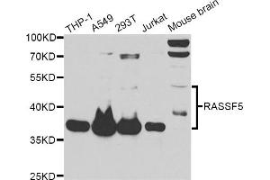 Western blot analysis of extracts of various cell lines, using RASSF5 antibody (ABIN6292212) at 1:1000 dilution. (RASSF5 anticorps)