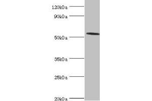 Western blot All lanes: Hyaluronidase-2 antibody at 4 μg/mL + Mouse lung tissue Secondary Goat polyclonal to rabbit IgG at 1/10000 dilution Predicted band size: 54 kDa Observed band size: 54 kDa (HYAL2 anticorps  (AA 367-473))