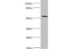 Western blot All lanes: Hyaluronidase-2 antibody at 4 μg/mL + Mouse lung tissue Secondary Goat polyclonal to rabbit IgG at 1/10000 dilution Predicted band size: 54 kDa Observed band size: 54 kDa