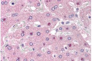Anti-NOS1AP antibody IHC staining of human liver. (NOS1AP anticorps  (AA 2-14))