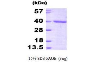 SDS-PAGE (SDS) image for Inactive Peptidyl-Prolyl Cis-Trans Isomerase FKBP6 (FKBP6) (AA 1-327) (Active) protein (His tag) (ABIN667134)