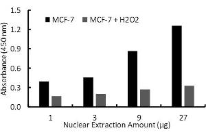 Transcription factor assay of ER-alpha from nuclear extracts of MCF-7 cells or MCF-7 cells treated with H2O2 (200uM) for 3 hr with Activity Assay Kit. (Estrogen Receptor alpha Kit ELISA)