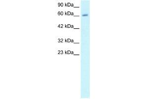 WB Suggested Anti-CCNA2 Antibody Titration:  1ug/ml  Positive Control:  HepG2 cell lysate CCNA2 is strongly supported by BioGPS gene expression data to be expressed in Human HepG2 cells (Cyclin A anticorps  (C-Term))