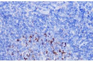 Immunohistochemistry of paraffin-embedded Mouse spleen using NDUFB7 Polyclonal Antibody at dilution of 1:100 (40x lens).