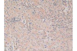 Figure. (MAP4 anticorps  (AA 2-250))