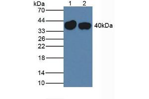 Western blot analysis of (1) Mouse Liver Tissue and (2) Rat Liver Tissue. (SERPINA7 anticorps  (AA 127-393))