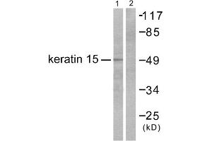 Western blot analysis of extracts from COS7 cells, using Keratin 15 antibody (ABIN5976435). (KRT15 anticorps  (N-Term))