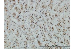 Image no. 1 for anti-Zinc Finger Protein 207 (ZNF207) (AA 1-111) antibody (ABIN599016) (ZNF207 anticorps  (AA 1-111))