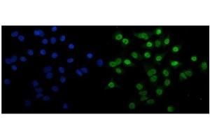 IF analysis of EHMT2/G9A using anti-EHMT2/G9A antibody (ABIN7602084). (EHMT2 anticorps  (AA 580-1195))