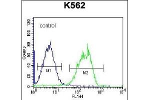HLA-DQA1 Antibody (Center) (ABIN656168 and ABIN2845498) flow cytometric analysis of K562 cells (right histogram) compared to a negative control cell (left histogram).