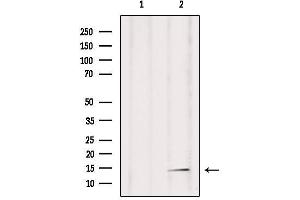 Western blot analysis of extracts from mouse brain, using RPAB2 Antibody.