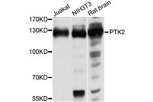 Western blot analysis of extracts of various cell lines, using PTK2 antibody (ABIN1874428) at 1:1000 dilution. (FAK anticorps)