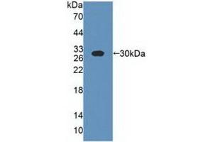 Western blot analysis of recombinant Cow CSN1. (Casein alpha S1 anticorps  (AA 16-214))