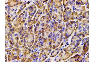 ABIN6267452 at 1/200 staining human duodenum tissue sections by IHC-P.
