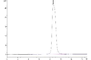 The purity of Mouse IL-13Ra1 is greater than 95 % as determined by SEC-HPLC.