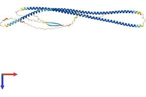 AlphaFold protein structure predicition of Mouse Recombinant Prph Protein, UniprotID P15331
