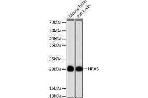 Western blot analysis of extracts of various cell lines, using HRAS antibody (ABIN7267785) at 1:1000 dilution. (HRAS anticorps)