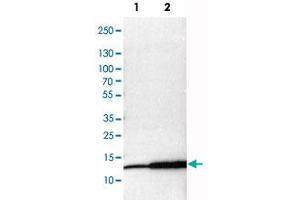 Western Blot analysis of Lane 1: NIH-3T3 cell lysate (mouse embryonic fibroblast cells), Lane 2: NBT-II cell lysate (Wistar rat bladder tumor cells) and Lane 3: PC12 cell lysate (pheochromocytoma of rat adrenal medulla) with MIF polyclonal antibody .