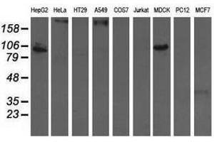 Image no. 3 for anti-Aldehyde Dehydrogenase 1 Family, Member L1 (ALDH1L1) antibody (ABIN1496585) (ALDH1L1 anticorps)