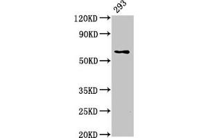 Western Blot Positive WB detected in: 293 whole cell lysate All lanes: LPCAT2 antibody at 5 μg/mL Secondary Goat polyclonal to rabbit IgG at 1/50000 dilution Predicted band size: 61, 31 kDa Observed band size: 61 kDa (LPCAT2 anticorps  (AA 442-544))