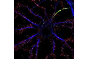 Immunofluorescence staining of cultured rat hippocampal neurons with N18/30 (red), K13/31 (Kv1. (DLG2 anticorps  (AA 1-852))