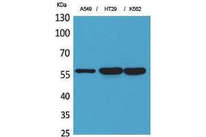 Western Blotting (WB) image for anti-Protein Disulfide Isomerase Family A, Member 3 (PDIA3) (Internal Region) antibody (ABIN3187755) (PDIA3 anticorps  (Internal Region))