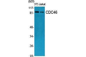 Western Blot (WB) analysis of specific cells using CDC46 Polyclonal Antibody. (MCM5 anticorps  (N-Term))