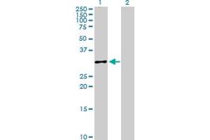 Western Blot analysis of CASP3 expression in transfected 293T cell line by CASP3 MaxPab polyclonal antibody. (Caspase 3 anticorps  (AA 1-277))