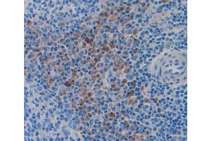 IHC-P analysis of spleen tissue, with DAB staining. (TRAF1 anticorps  (AA 131-381))