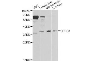 Western blot analysis of extracts of various cell lines, using CDCA8 antibody (ABIN6290179) at 1:1000 dilution. (CDCA8 anticorps)
