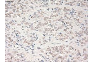 Image no. 1 for anti-SRY (Sex Determining Region Y)-Box 17 (SOX17) (AA 177-414) antibody (ABIN1491032)