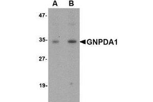 Western blot analysis of GNPDA1 in mouse kidney lysate with AP30368PU-N GNPDA1 antibody at (A) 1 and (B) 2 μg/ml. (GNPDA1 anticorps  (C-Term))