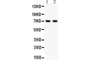 Anti- SHBG Picoband antibody, Western blotting All lanes: Anti SHBG  at 0. (SHBG anticorps  (AA 30-210))